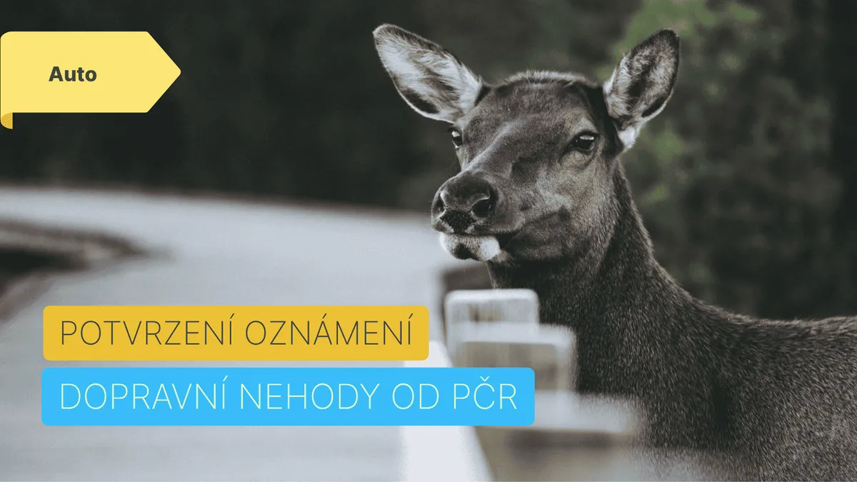 Srnka u silnice a grafika k článku s nápisem: Potvrzení oznámení dopravní nehody od PČR